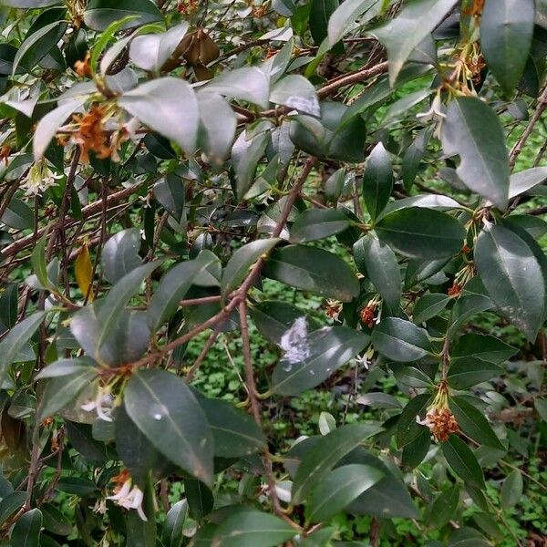 Osmanthus × burkwoodii Hoja