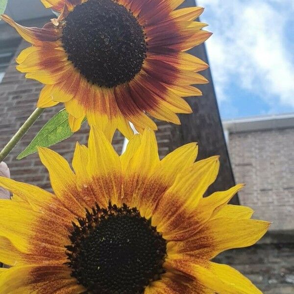 Helianthus annuus Fiore