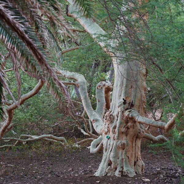 Vachellia xanthophloea Облик