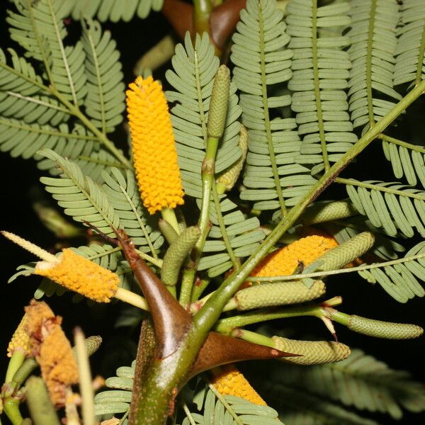 Vachellia collinsii 花