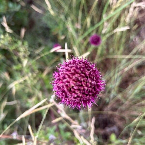 Allium sphaerocephalon Çiçek
