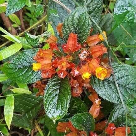 Chrysothemis pulchella Fleur