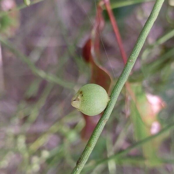 Cassytha filiformis Vili