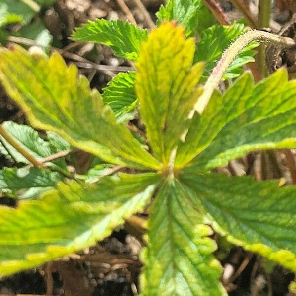Potentilla nepalensis Leaf