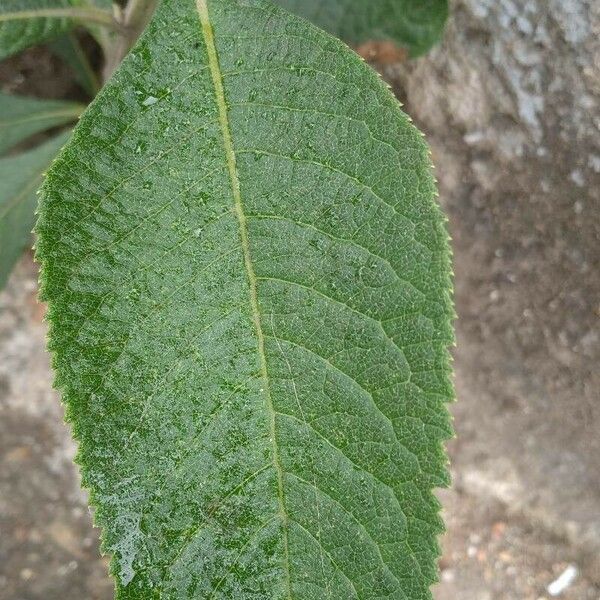 Blumea balsamifera Frunză