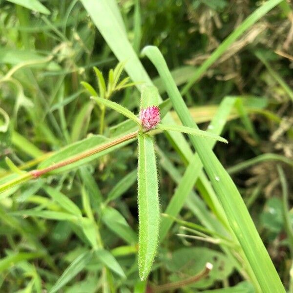 Gomphrena haageana Leaf