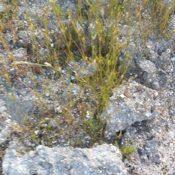 Juncus bufonius List