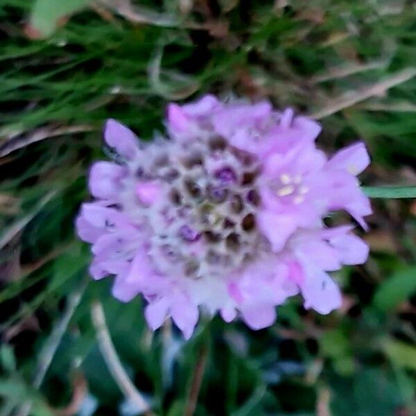 Armeria arenaria Fleur