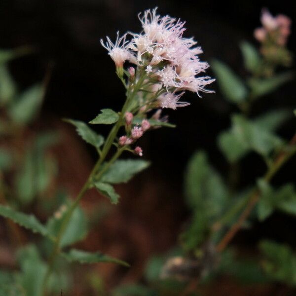 Ageratina occidentalis Flower