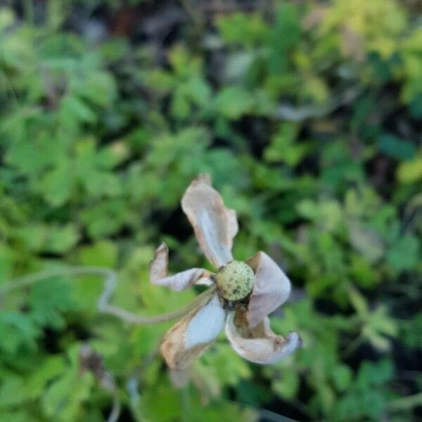 Anemonoides sylvestris Blomst