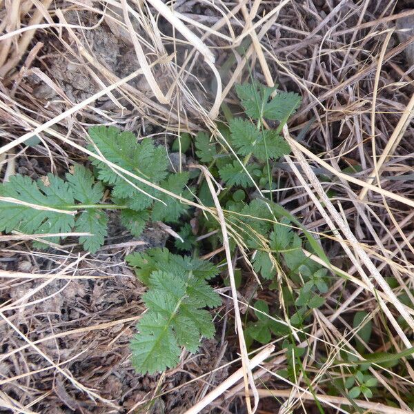 Erodium aethiopicum Frunză