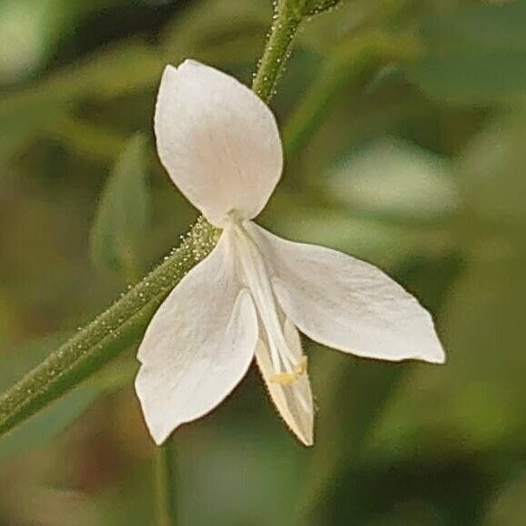 Rhinacanthus nasutus Квітка