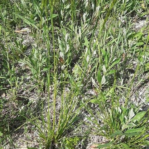 Vulpia bromoides Leaf