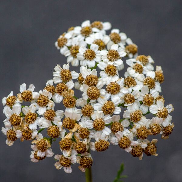 Achillea chamaemelifolia Квітка