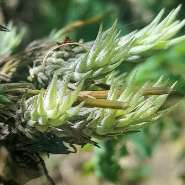 Tillandsia tricholepis ഇല