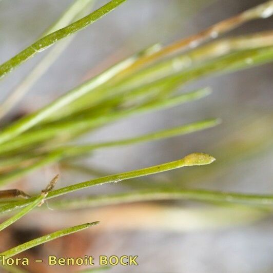 Eleocharis parvula Casca