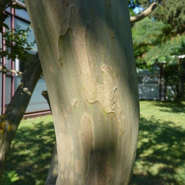 Lagerstroemia indica Kůra