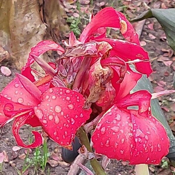 Canna × hybrida Flor