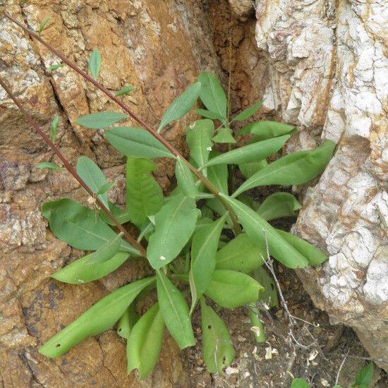 Talinum paniculatum (Fameflower)