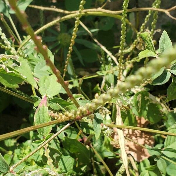 Achyranthes aspera Leaf