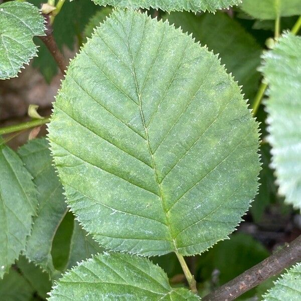 Alnus alnobetula Leaf