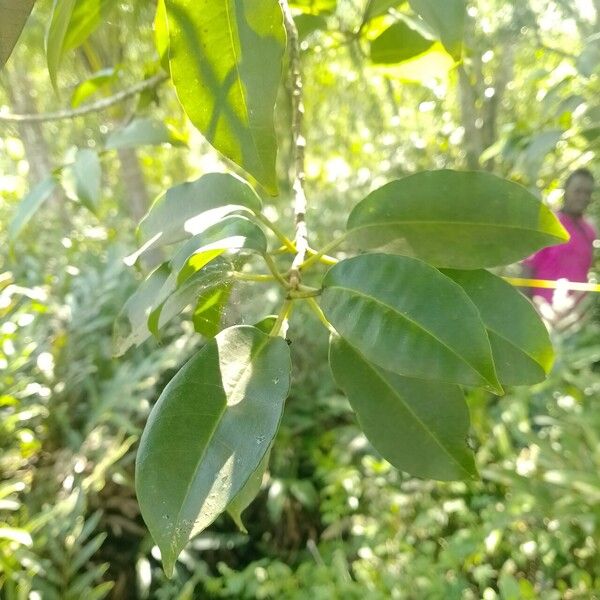 Excoecaria agallocha Feuille