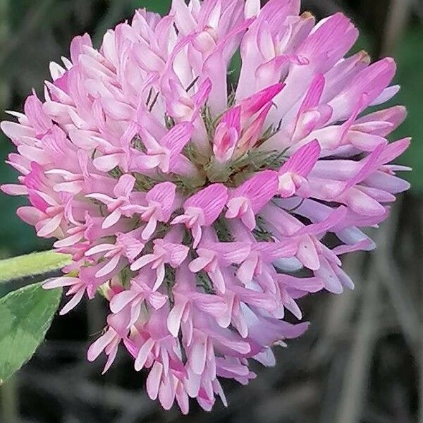 Trifolium pratense Blüte