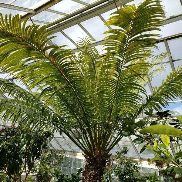 Cycas circinalis Habit