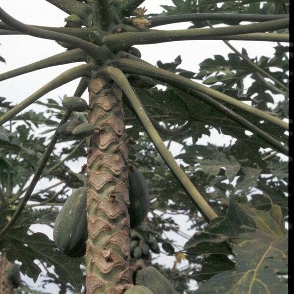 Carica papaya Fruchs