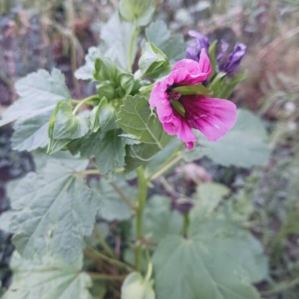 Malope trifida Flower