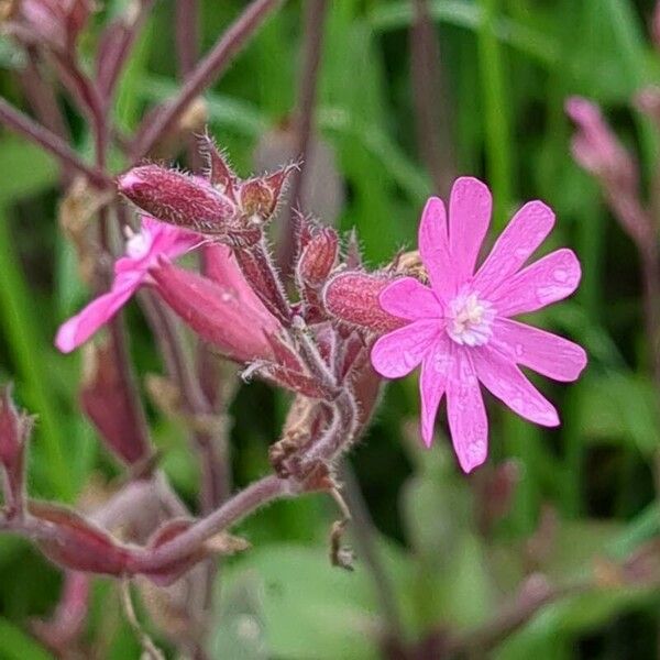 Silene pendula ᱵᱟᱦᱟ