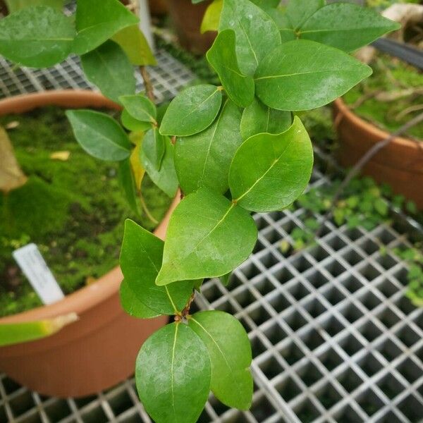 Eugenia uniflora Leaf