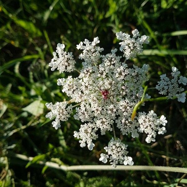 Daucus carota പുഷ്പം