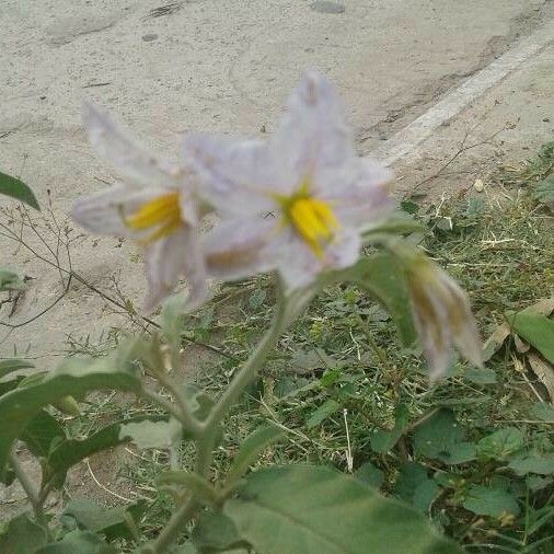 Solanum dimidiatum Flower