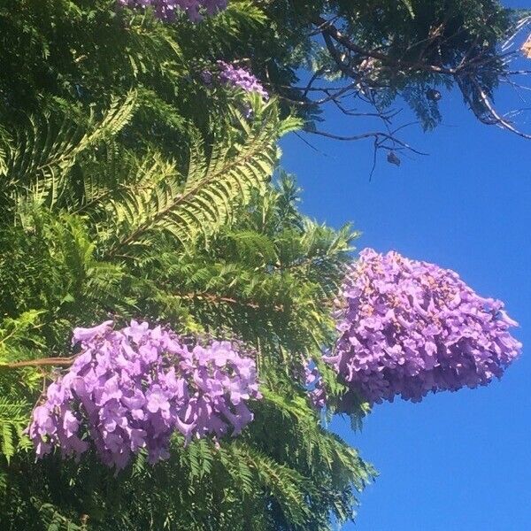 Jacaranda mimosifolia 花