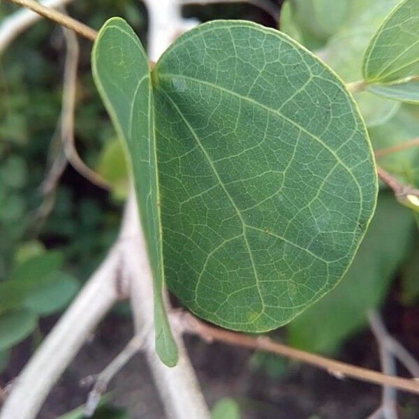 Bauhinia galpinii Leaf