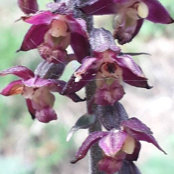 Epipactis atrorubens Flower