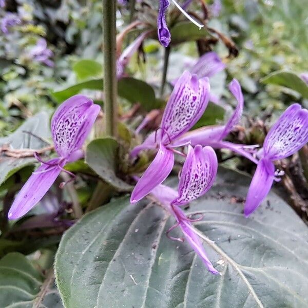 Hypoestes aristata പുഷ്പം