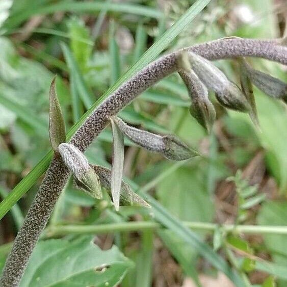 Epipactis microphylla Žiedas