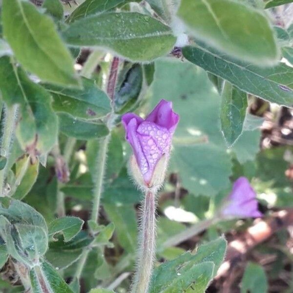 Epilobium hirsutum Fiore