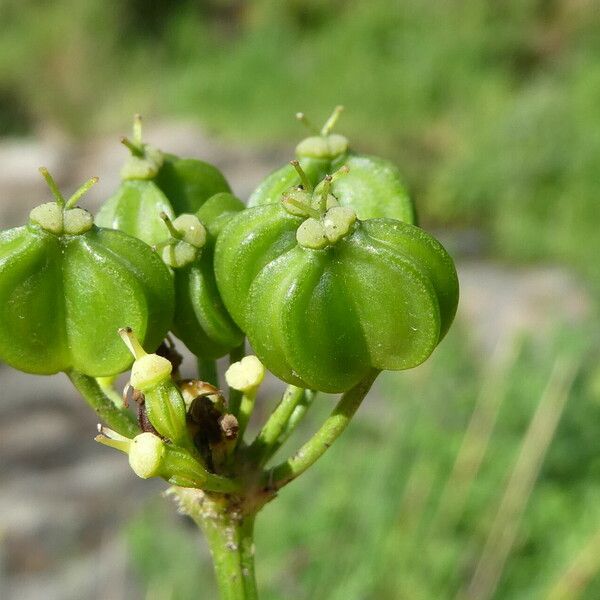 Smyrnium olusatrum 果実