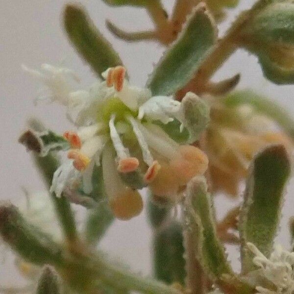 Reseda phyteuma Flower