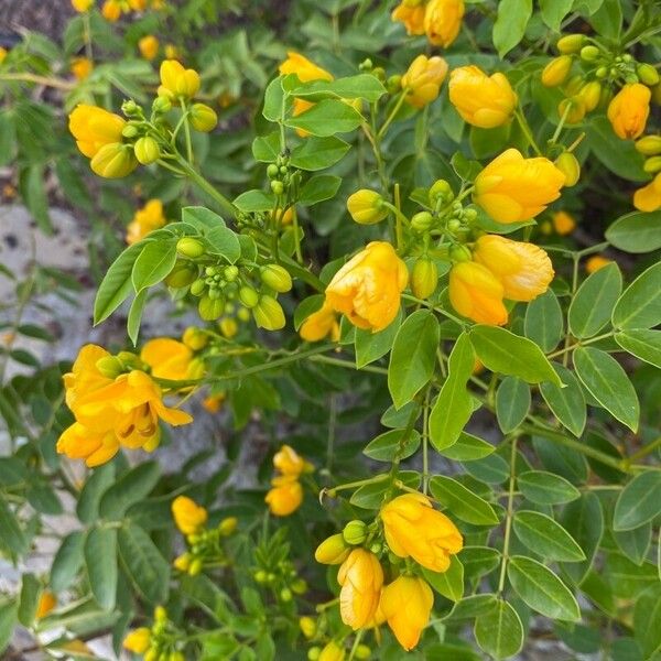 Senna occidentalis Flor