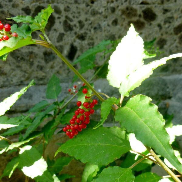 Rivina humilis Fruit