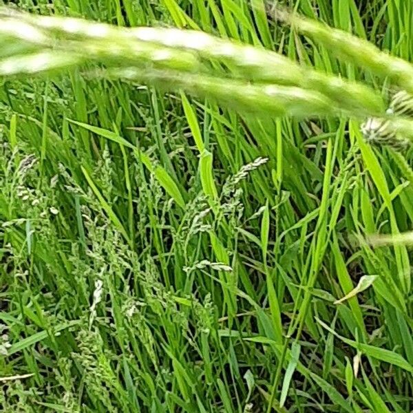 Bromus hordeaceus Habitus