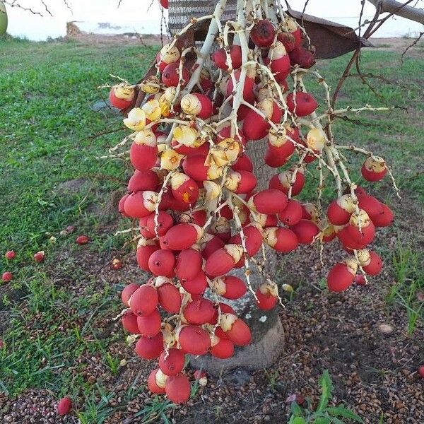 Bactris gasipaes Fruit