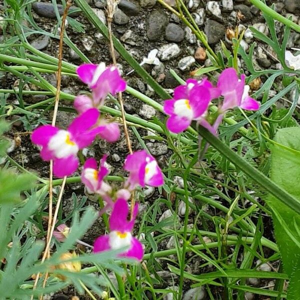 Linaria maroccana Flor