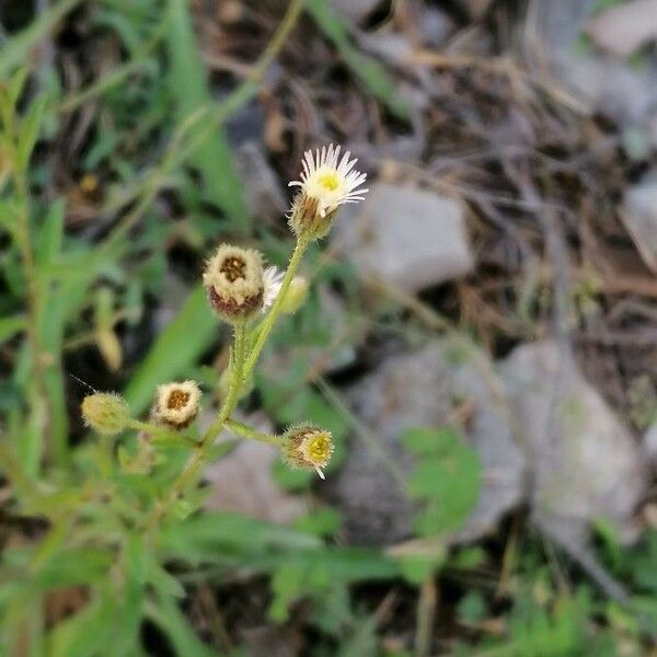 Erigeron acris Flor