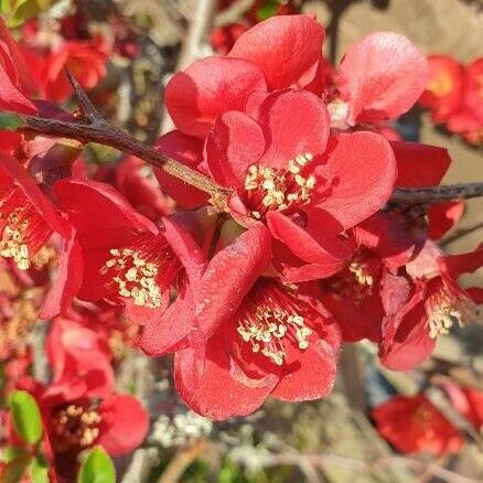 Chaenomeles speciosa Цветок