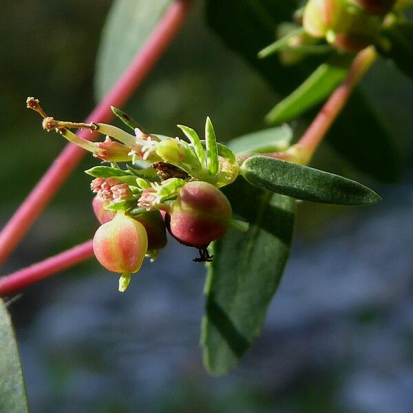 Euphorbia nutans 果實